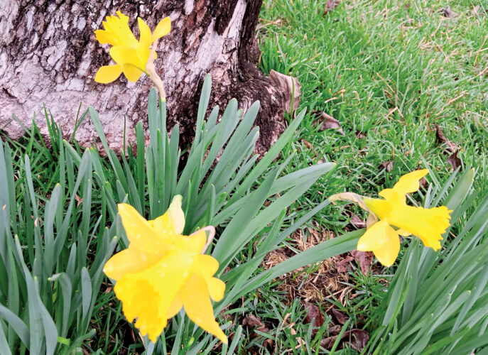 Picture This: Already Springing to Life